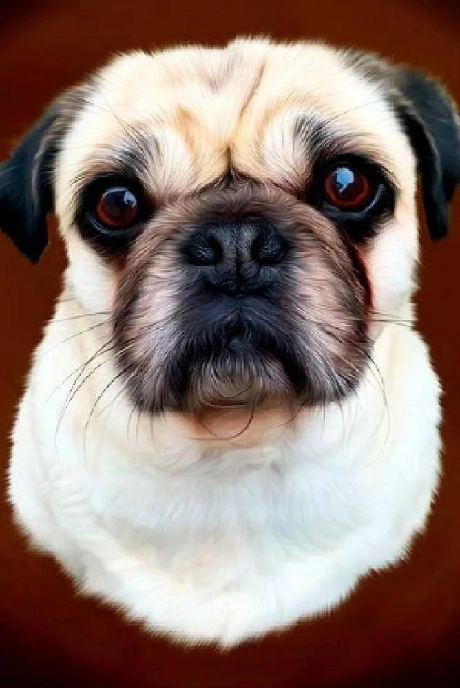 Oil Painting Custom Pet Portrait